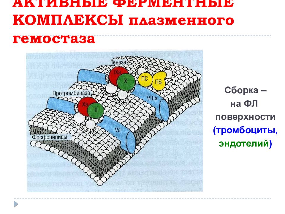 Патофизиология гемостаза презентация