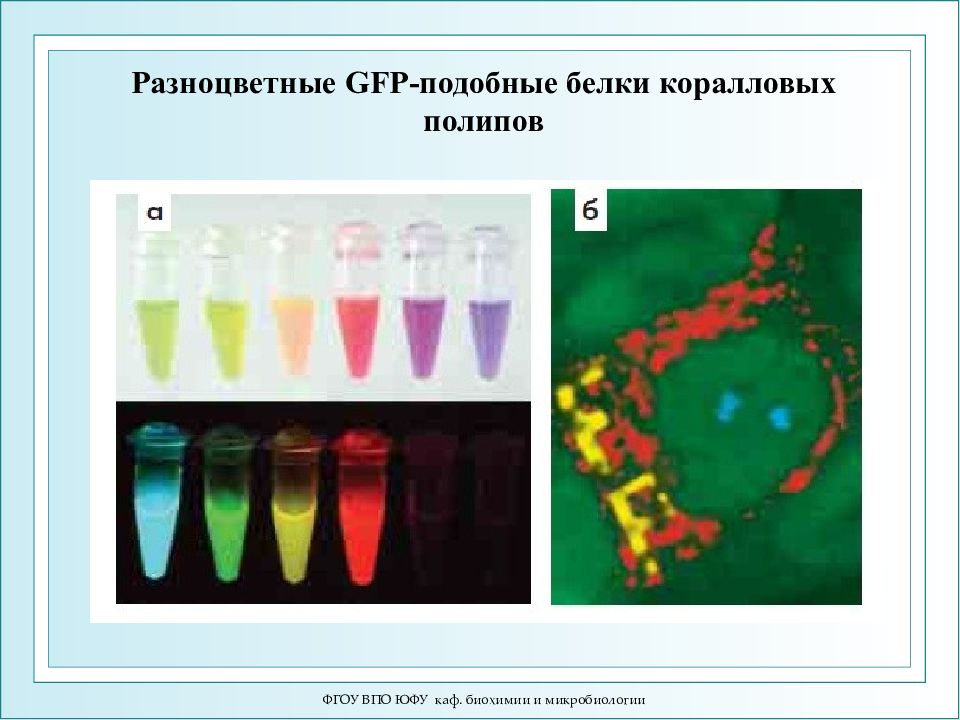 Биохимия и микробиология. Спектр поглощения GFP. H1n1 микробиология. +Фотобиология картинка процесса.