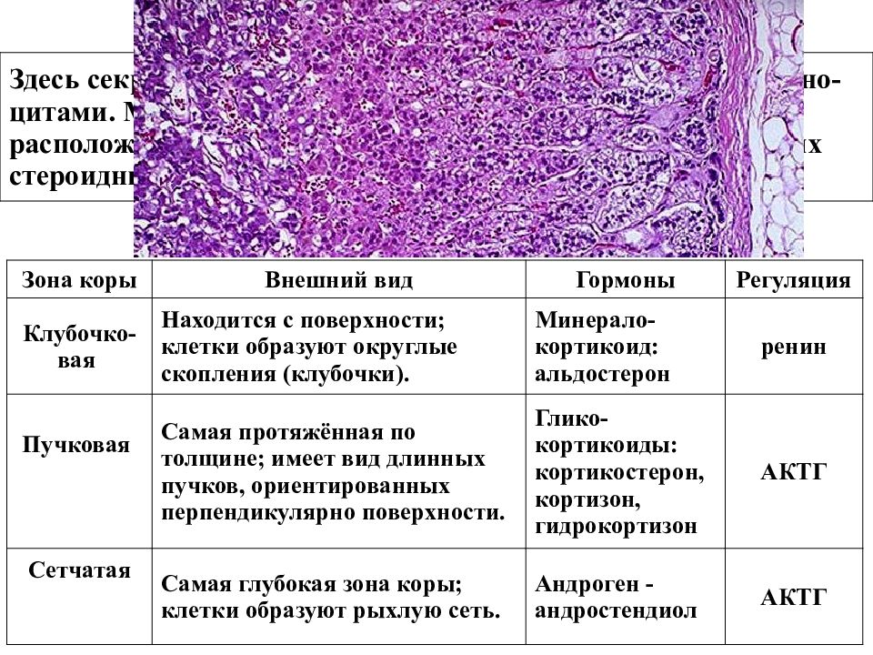 Надпочечники рисунок гистология