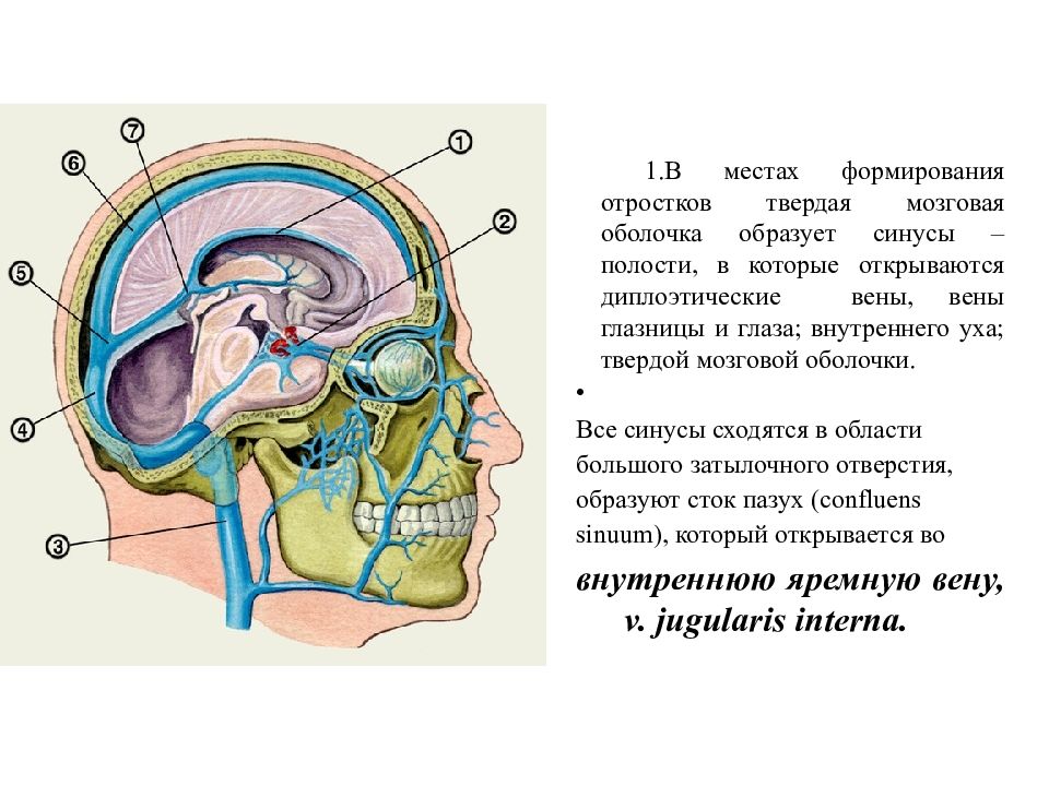 Синус оболочки мозга. Синусы головного мозга анатомия. Синусы твердой мозговой оболочки намет. Твердая мозговая оболочка анатомия. Отростки твердой мозговой оболочки головного.