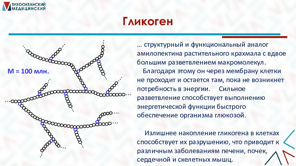 Клетка и гликоген относятся к. Вторичная структура гликогена. Гликоген относится к. Гликоген это полисахарид. Гликоген разветвленный полисахарид