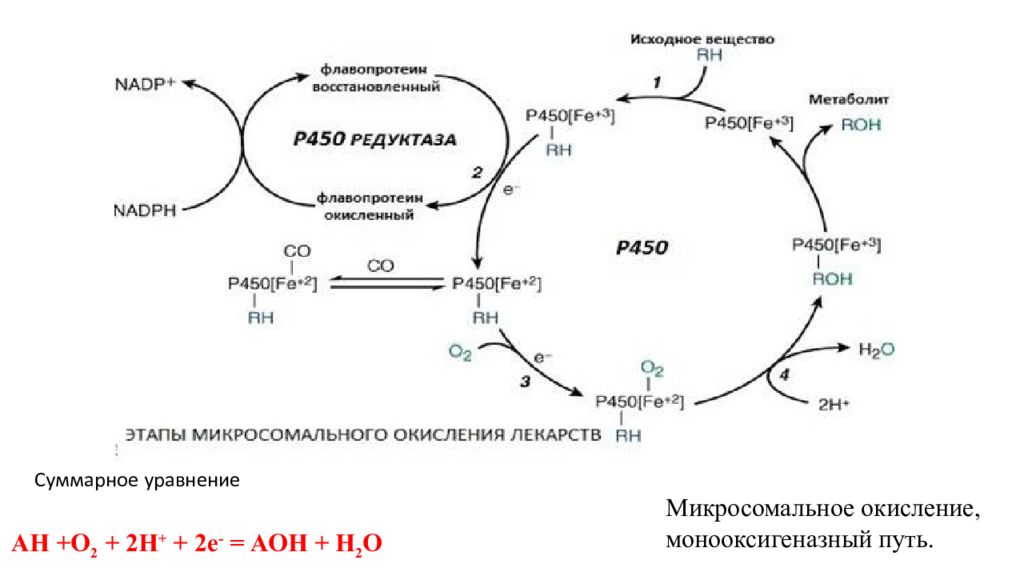 Схема микросомального окисления биохимия