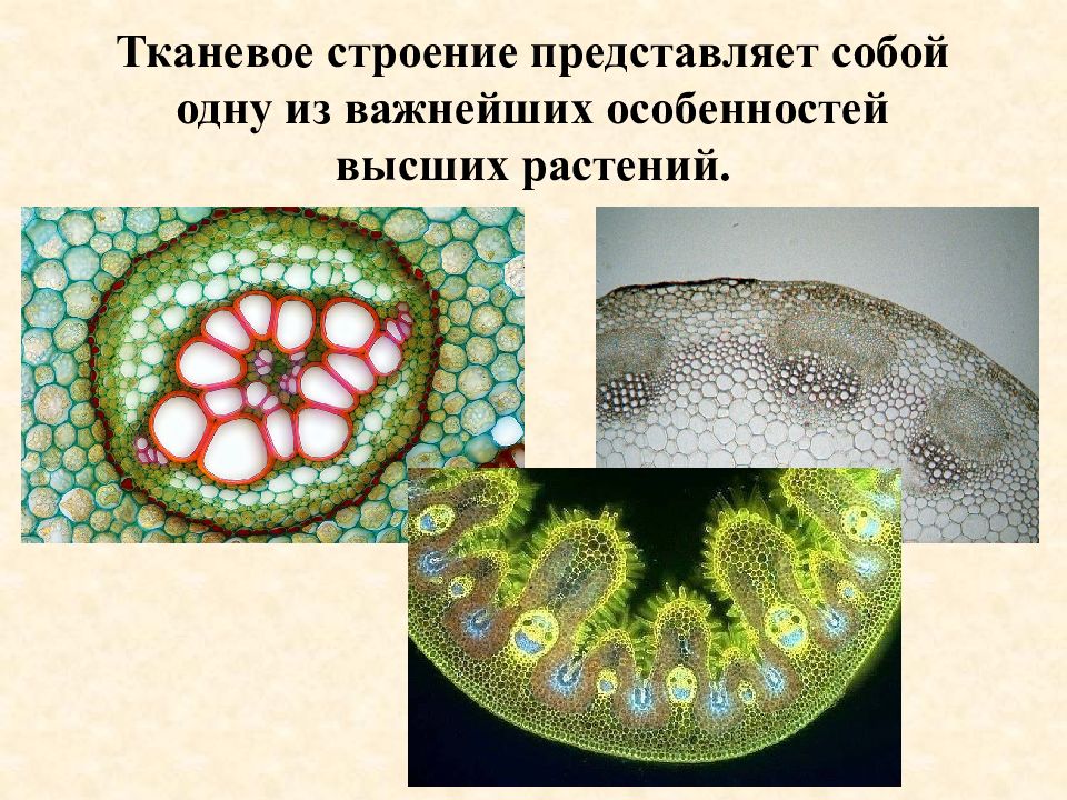 Анатомия растений. Поперечный срез орляка. Корневище папоротника орляка. Поперечный срез папоротника орляка. Строение корневища орляка.