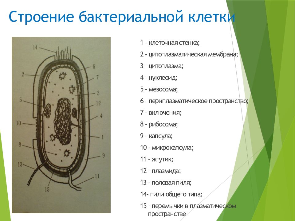 Структура бактериальной клетки микробиология презентация