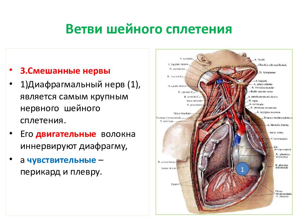 Шейное сплетение схема