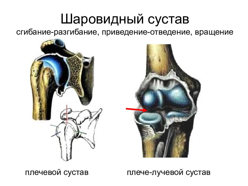 Сочленение суставов. Шаровидный сустав. Многоосные суставы. Шарообразные суставы. Шаровидные суставы примеры.