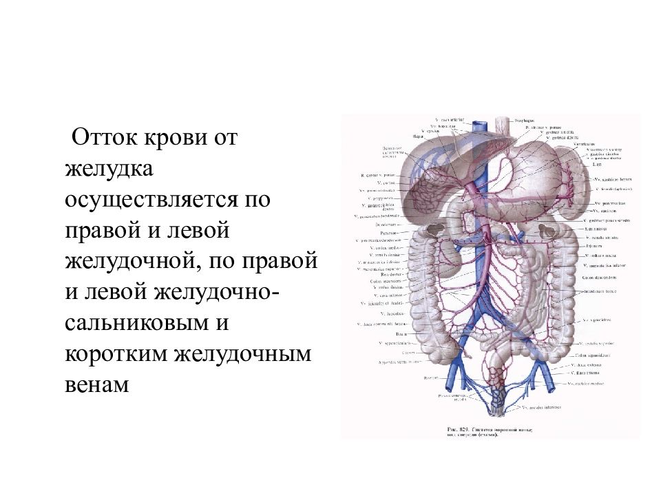 Вены желудка. Топография пищевода анатомия. Топографическая анатомия пищевода желудка. Венозный отток от желудка.