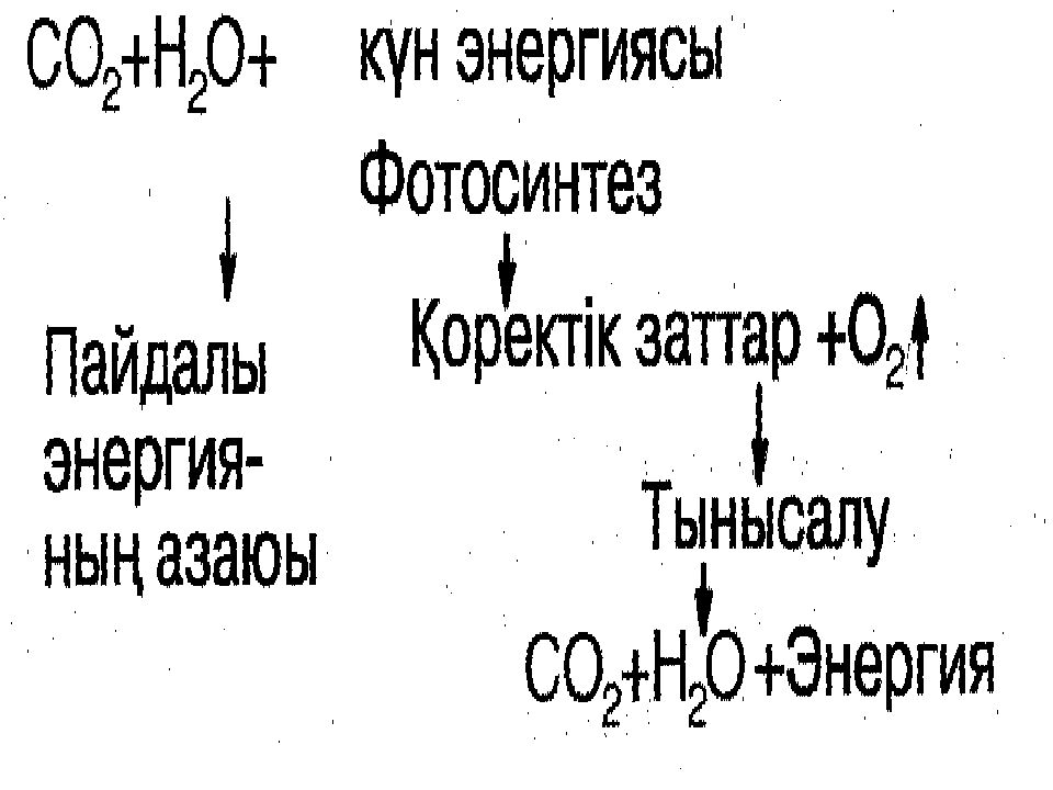 Өсімдіктің тыныс алуы