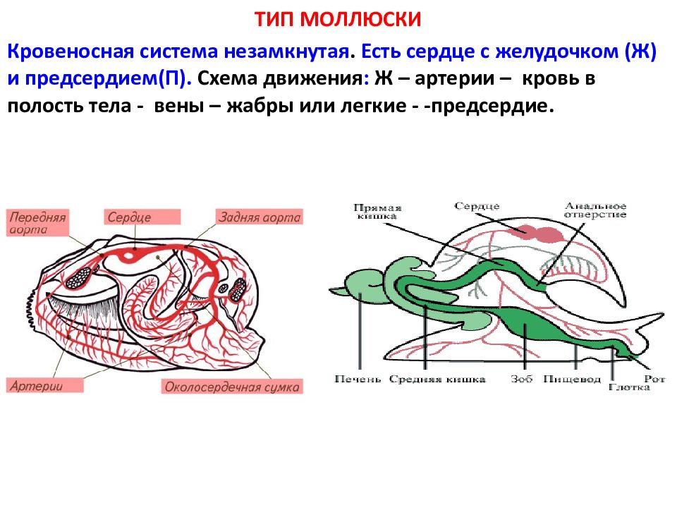 Кровеносная система змеи схема