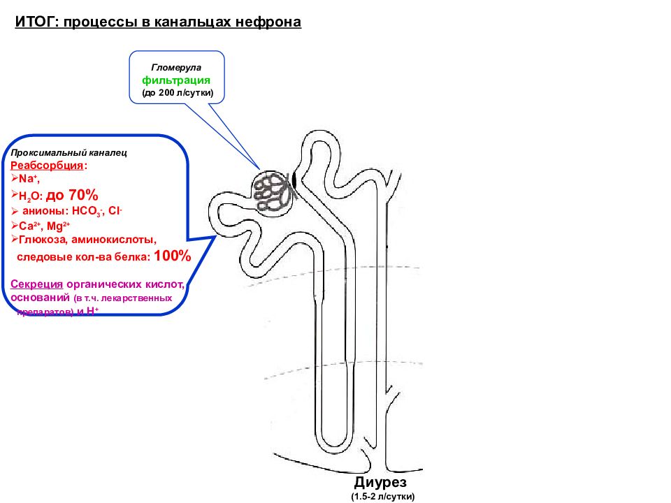 Схема строения клубочка нефрона. Какой процесс происходит в канальцах нефрона цдз. Процессы происходящие в проксимальных канальцах. Какой процесс происходит в канальцах нефрона цдз. Зарисовать схему нефрона.