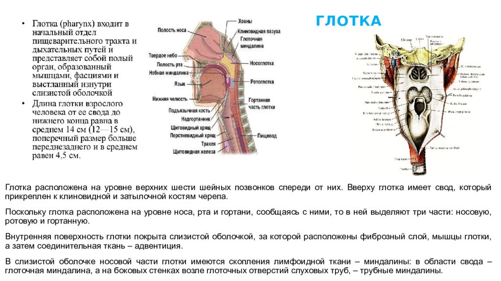 Глотка какие железы. Глотка пищевод строение анатомия. Свод глотки анатомия латынь. Глотка по отношению к позвоночнику располагается на уровне:. Строение гортани и горла пищевода.