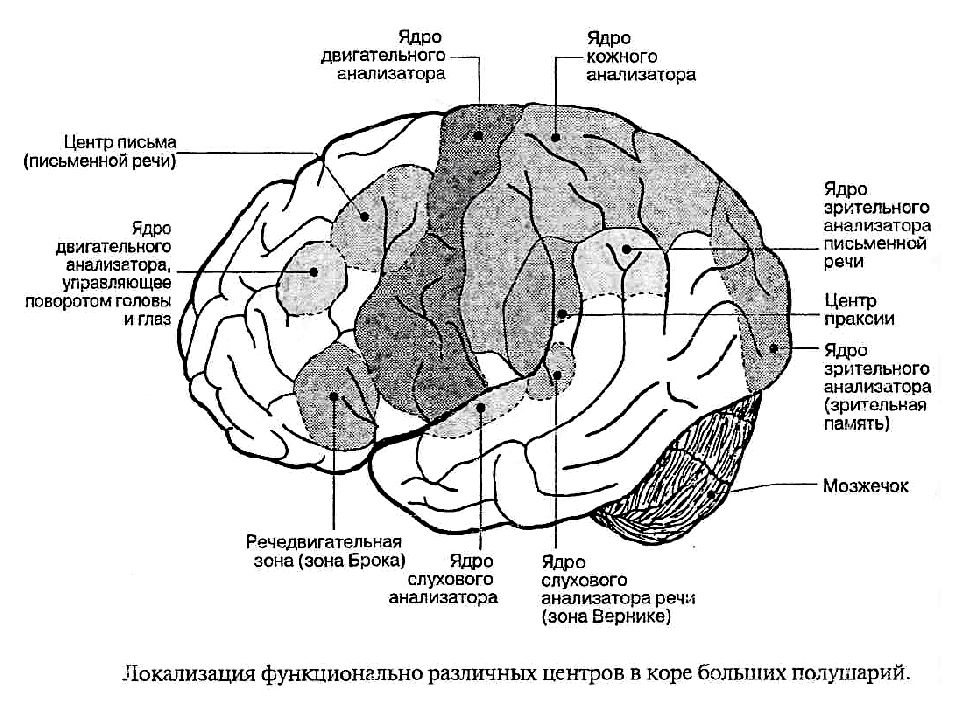 Презентация двигательный анализатор