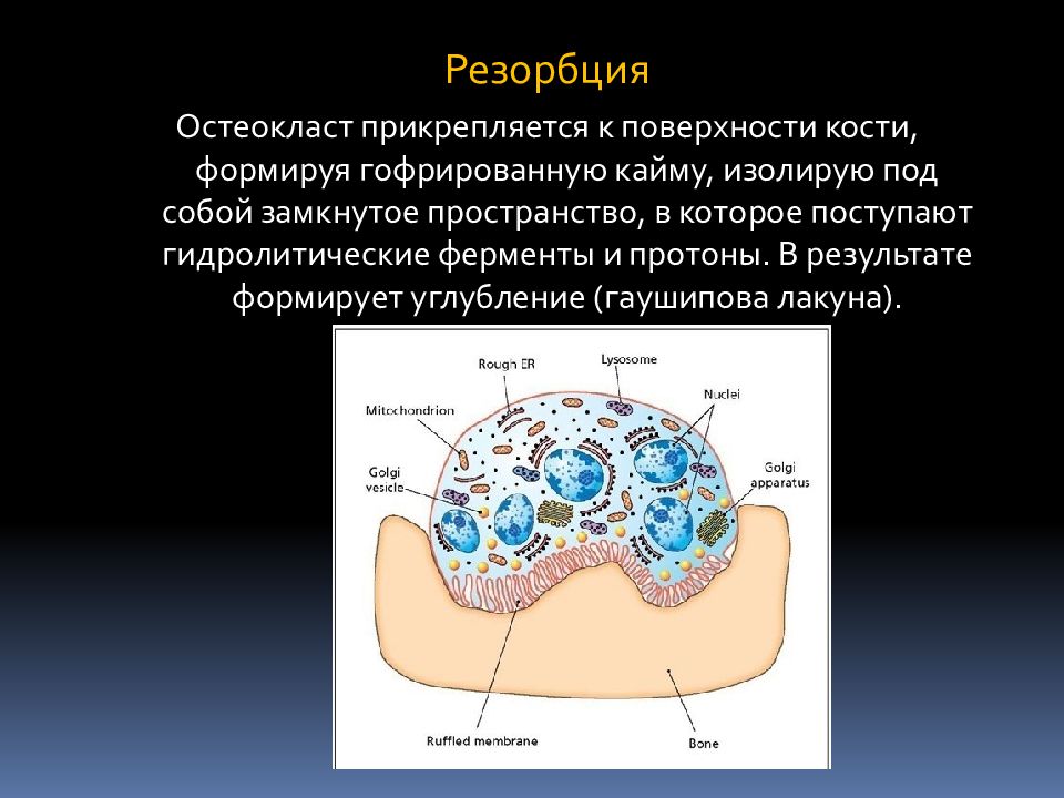 Резорбция кости