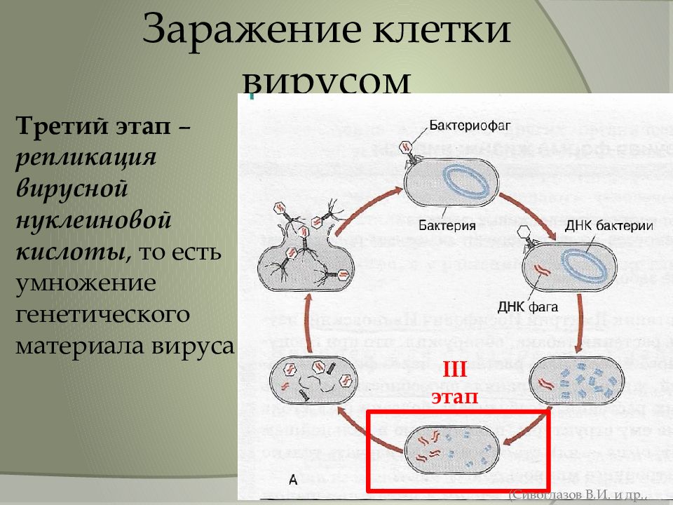 Нуклеиновые формы жизни. Заражение клетки вирусом. Процесс заражения клетки вирусом. Этапы репликации вирусов. Репликация вируса схема.