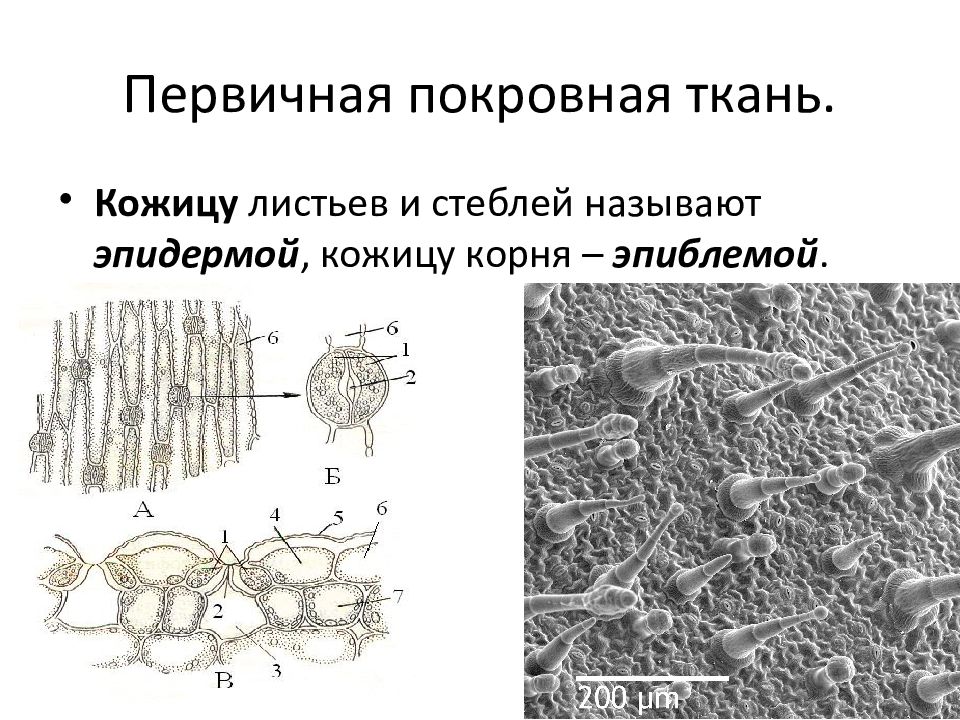 Тип ткани кожицы