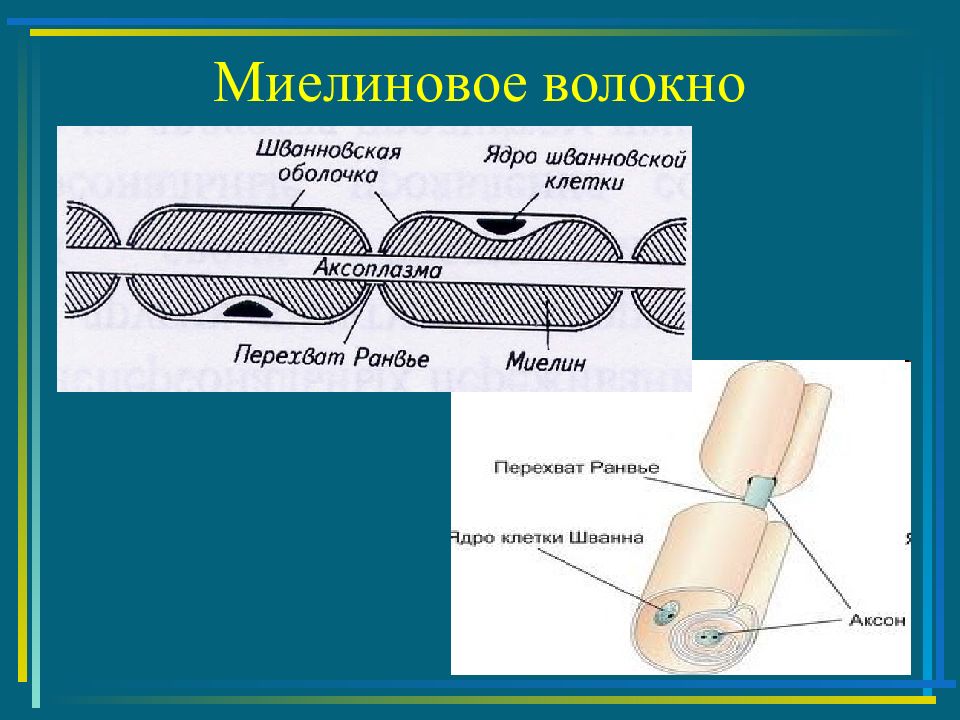 Рисунок миелиновые нервные волокна