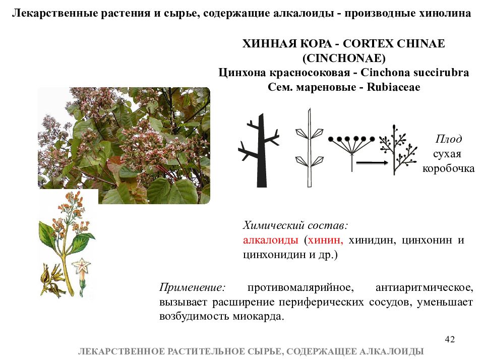 Растение содержащее. Лекарственное сырье содержащее алкалоиды. Тропические лекарственные растения содержащие алкалоиды. Лекарственное растительное сырье содержащее алкалоиды. ЛРС содержащие алкалоиды.