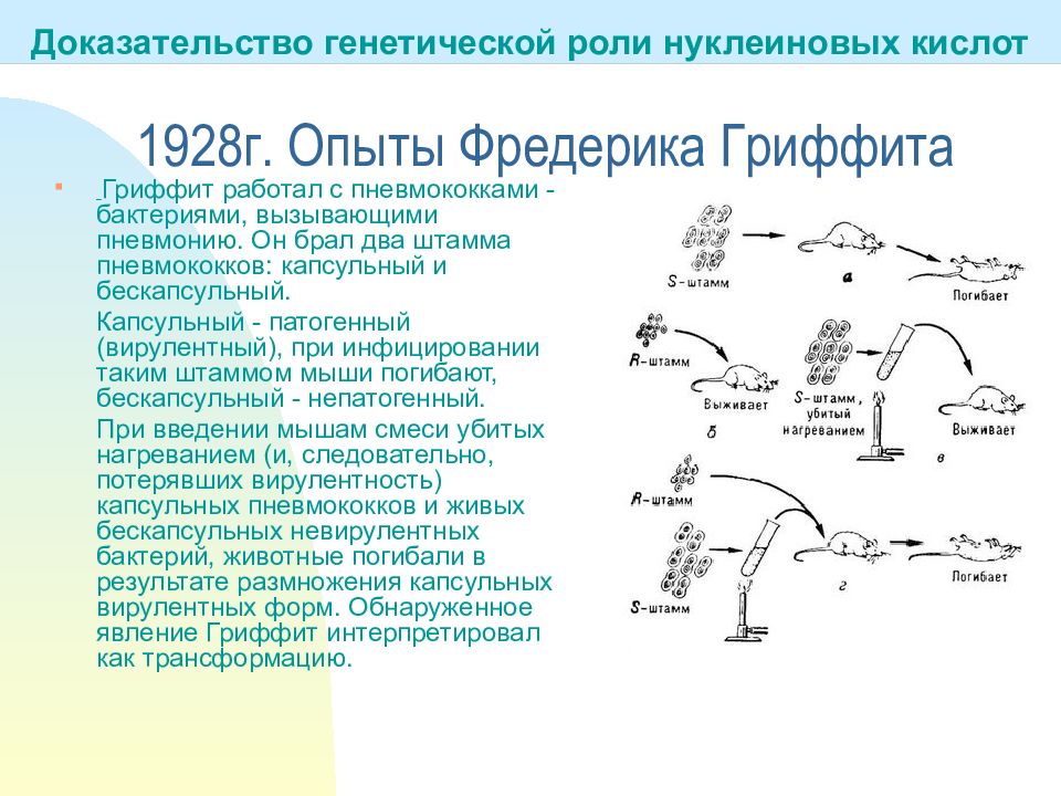 Генетические доказательства