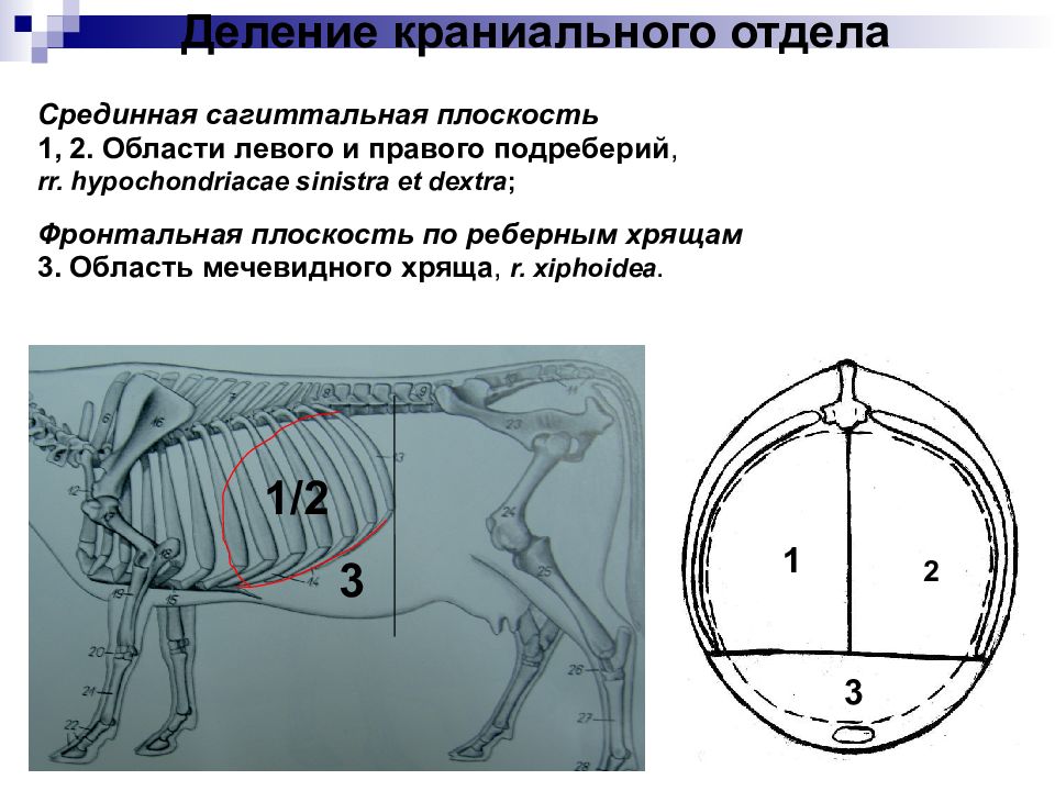 Срединная плоскость. Краниальный отдел. Краниальная область. Срединная сагиттальная плоскость. Область мечевидного хряща анатомия животных.