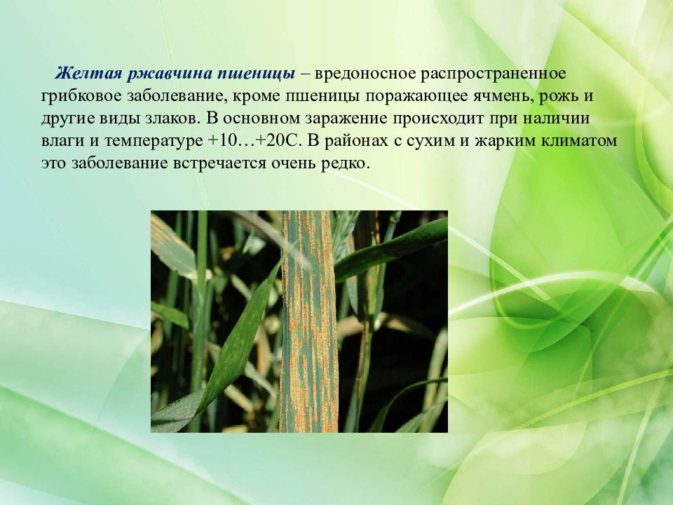 Эпифитотия определение. Эпифитотия. Как проявляется эпифитотия. Какая болезнь растения по фото.