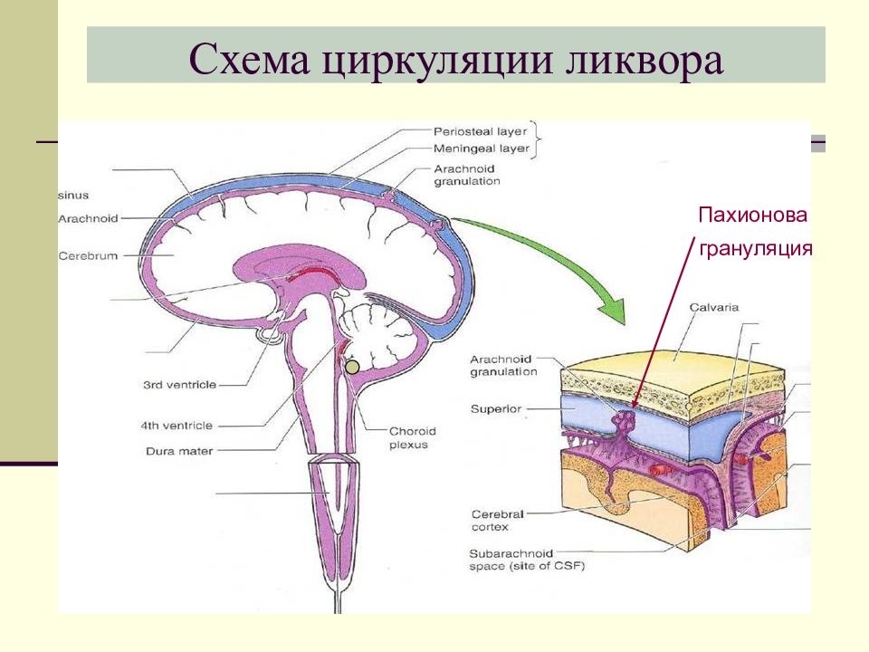 Схема оттока цереброспинальной жидкости