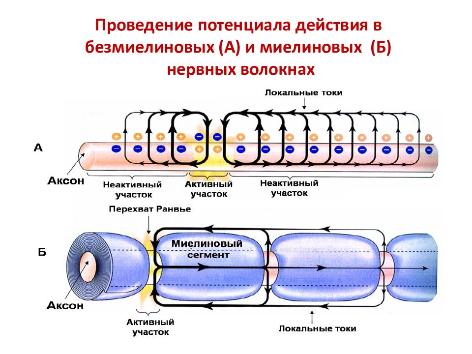 Проведение нервного. Проведение потенциала действия по нервным волокнам. Механизм проведения нервного импульса по миелиновым волокнам. Распространение импульса по безмиелиновому волокну. Механизм проведения возбуждения по безмиелиновому нервному волокну.