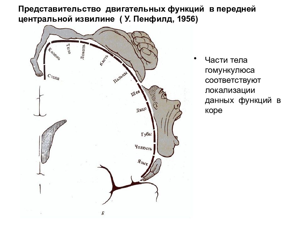 Схема соматотопической проекции в коре головного мозга описана