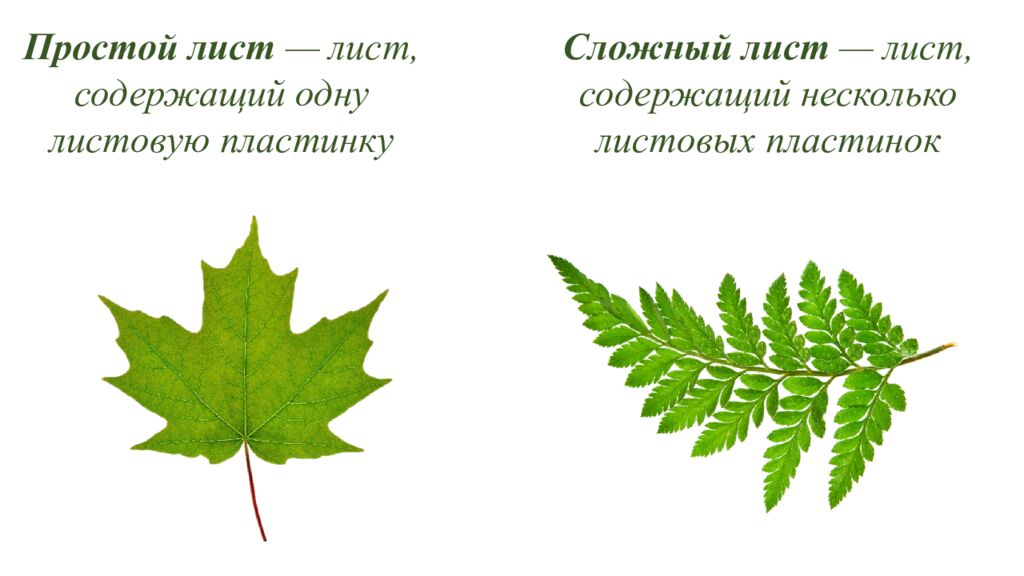 Особенности внешнего и внутреннего строения листа