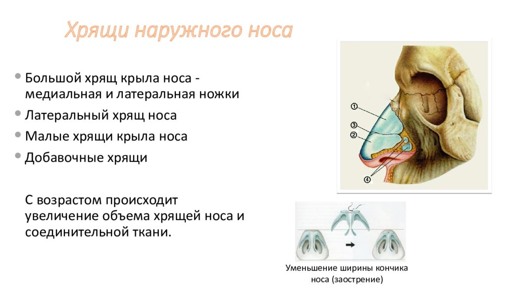 Наружный нос строение. Анатомия наружного носа хрящи носа. Наружный нос строение хрящи. Сесамовидные хрящи наружного носа:. Хрящевой скелет наружного носа.