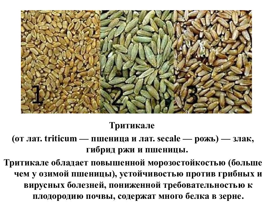 Земледельческое хозяйство в Европейской части страны - путеводитель