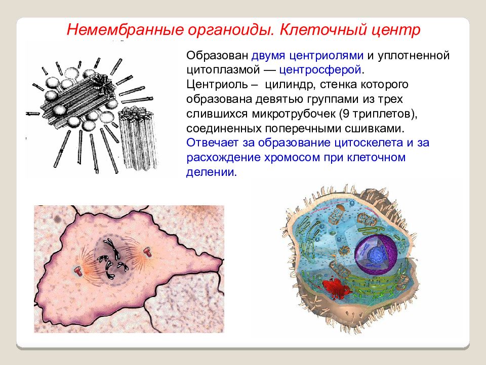 Каким номером на рисунке обозначен органоид относящийся к цитоскелету