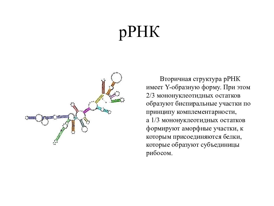 Рибосомы содержат рнк. Рибосомная РНК. Вторичная структура рибосомальной РНК. Структура рибосомальной РНК. Вторичная структура р РНК.