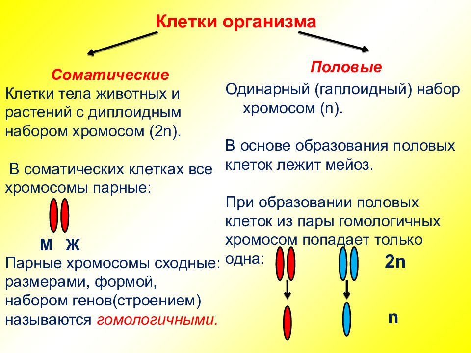 Презентация по биологии 10 кл мейоз