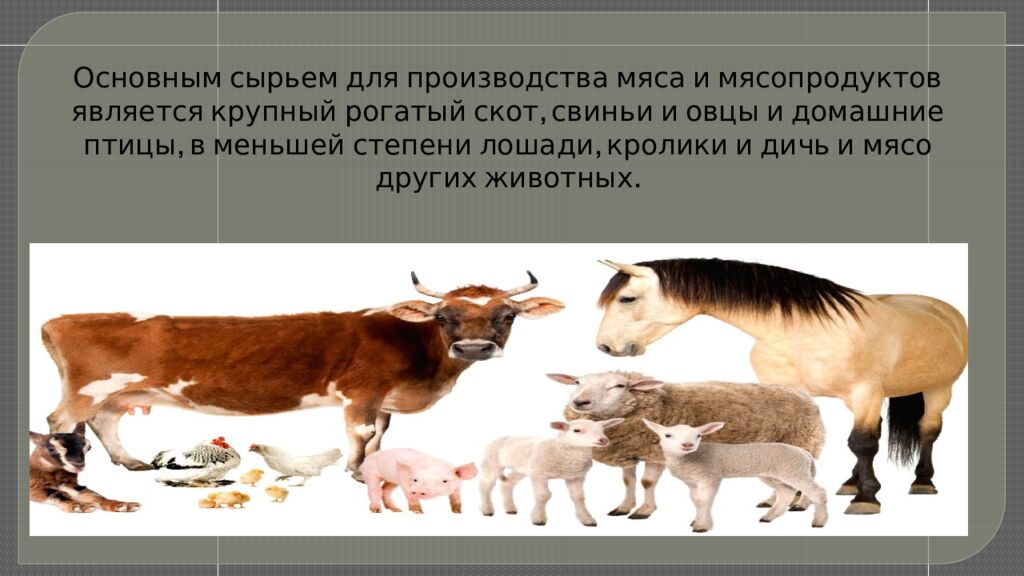 Классификация и характеристика мяса крупного, мелкого рогатого скота и свинины