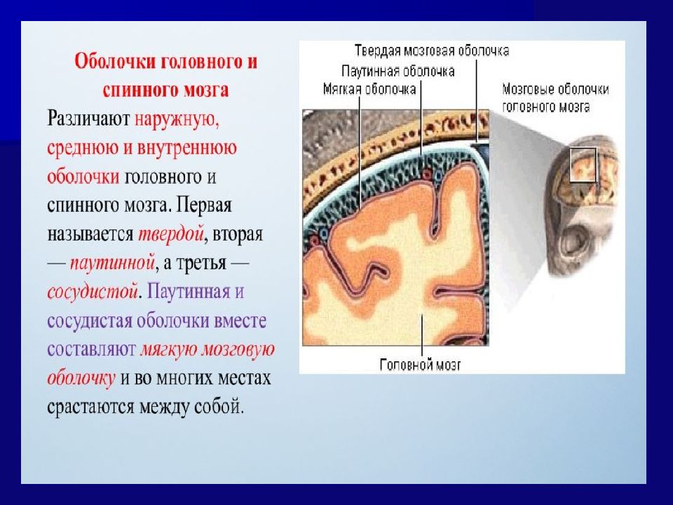 Анатомия мозгового отдела головы