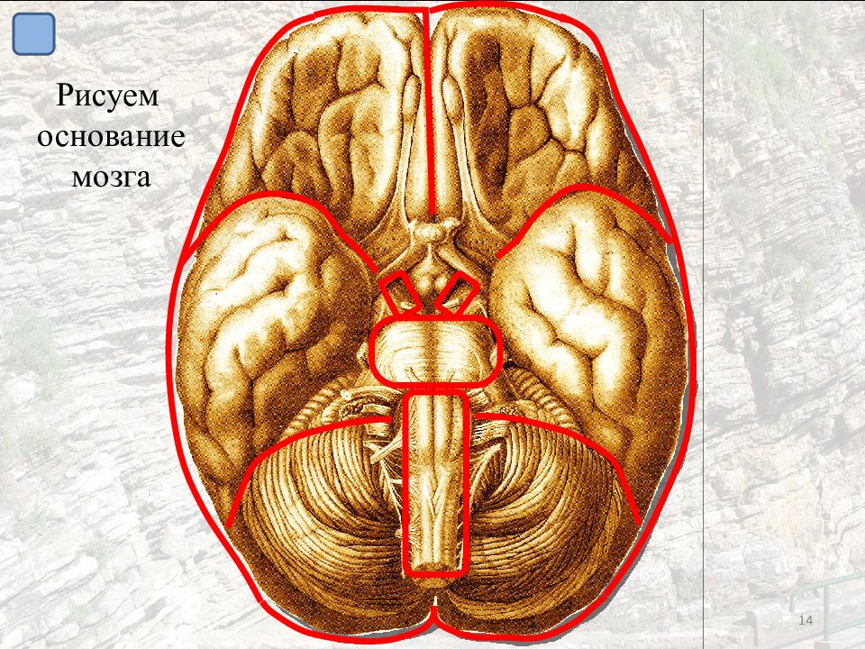 Основание мозга. Основание головного мозга анатомия. Узлы основания мозга. Внутреннее основание мозга.