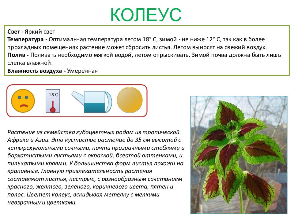 Паспорт растения 6 класс по биологии образец