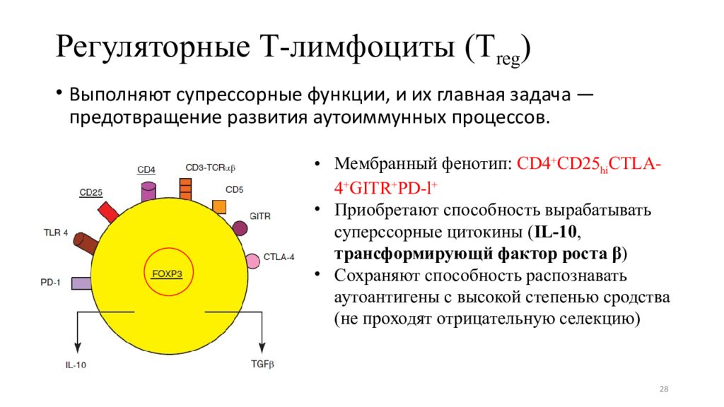 Характеристика в лимфоцитов. Функции т4 лимфоцитов. Функции cd4+ т лимфоцитов. Регуляторные функции т-лимфоцитов. Т-регуляторные лимфоциты маркеры.