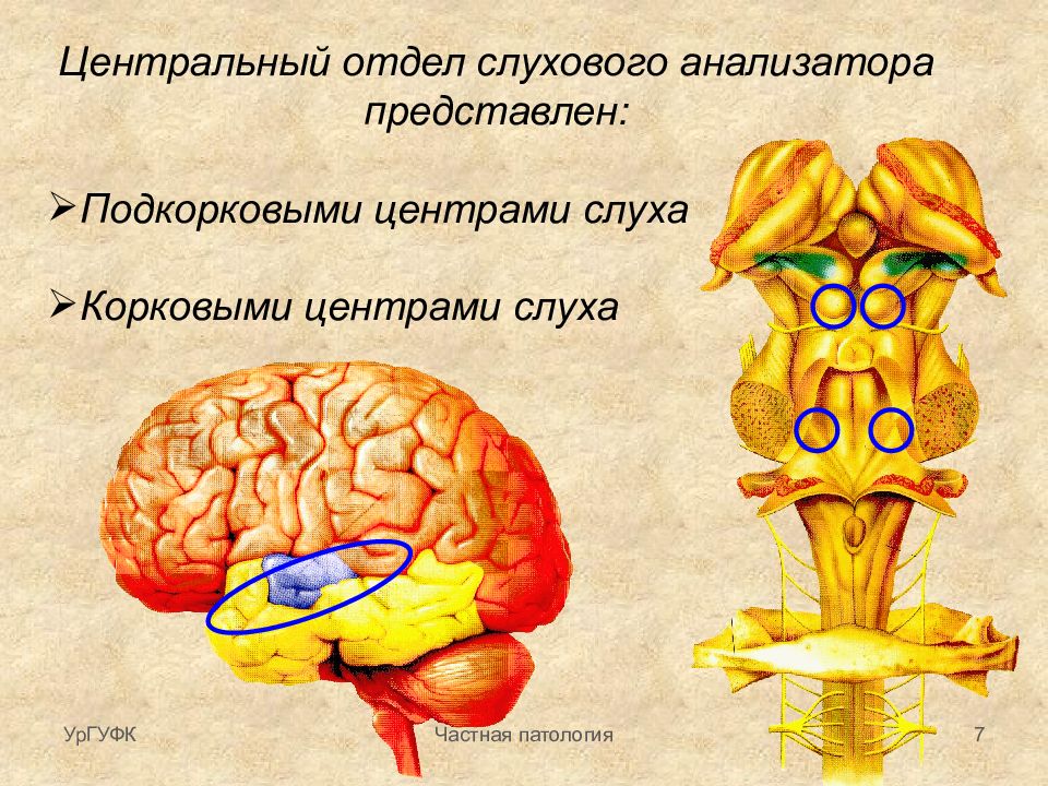 Отделы слухового анализатора. Центральный отдел слухового анализатора. Центральный корковый отдел анализатора. Корковый центр слухового анализатора расположен. Центральный, или корковый, отдел слухового анализатора.