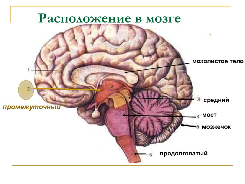 Мозолистое тело расположено