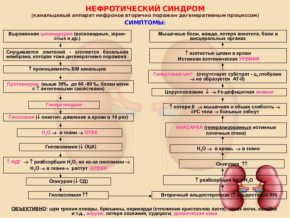 Патофизиология почек презентация