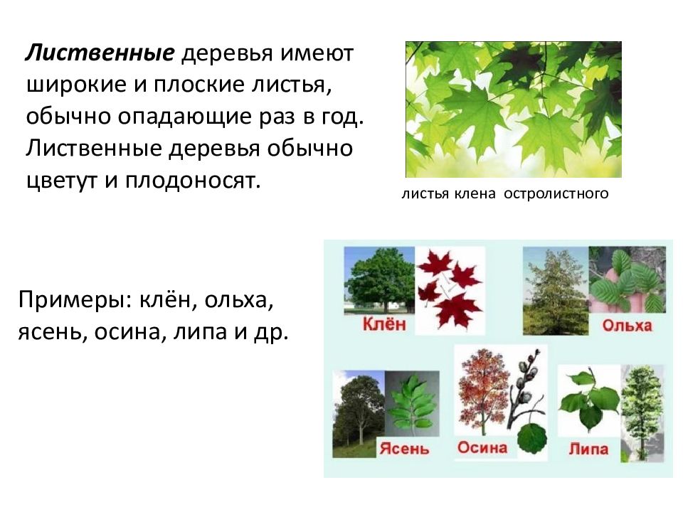 Листопадные древесные растения. Лиственные деревья названия широко. Широколиственные деревья список. Древесные растения характеристика.