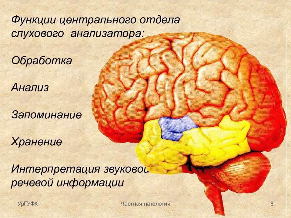 Отделы слухового анализатора. Строение центрального отдела слухового анализатора. Центральный отдел слухового анализатора функции. Корковый центр слухового анализатора расположен. Функции центрального отдела анализатора.