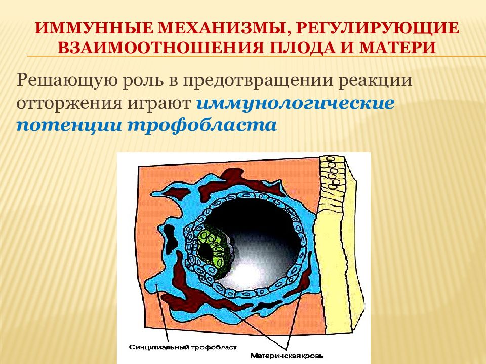 Иммунные механизмы. Иммунологическое отторжение плода. Роль трофобласта. Иммунные взаимоотношения системы мать-плод. Иммунологические взаимоотношении мать – плод»..