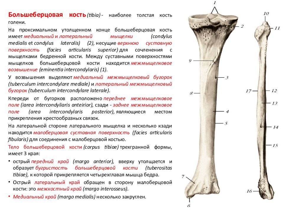 Medialmiy mischelok bedrennoy kosti. Медиальный мыщелок большеберцовой кости. Проксимальная часть большеберцовой кости.