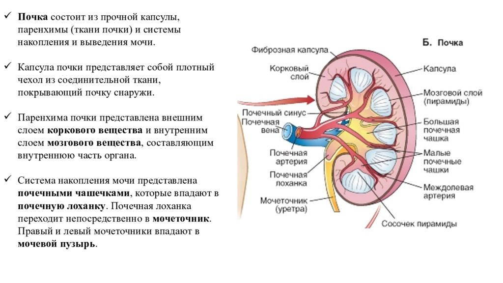 Что такое почка. Строение почки человека паренхима. Строение почки почечный синус. Капсула почки строение. Строение почки синус почки.