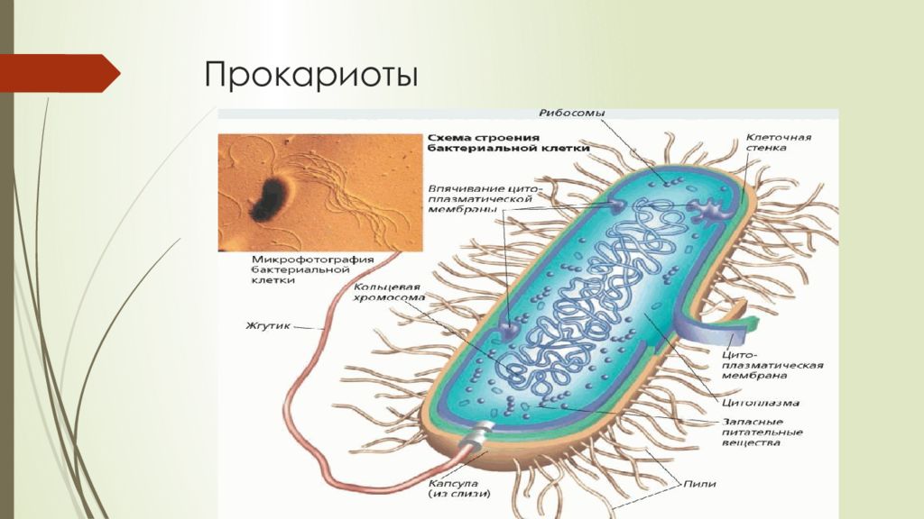 Бактерии прокариоты 5 класс. Строение клетки дробянки. Строение бактерии прокариот. Строение бактериальной клетки дробянки. Царство бактерии рисунки прокариоты.