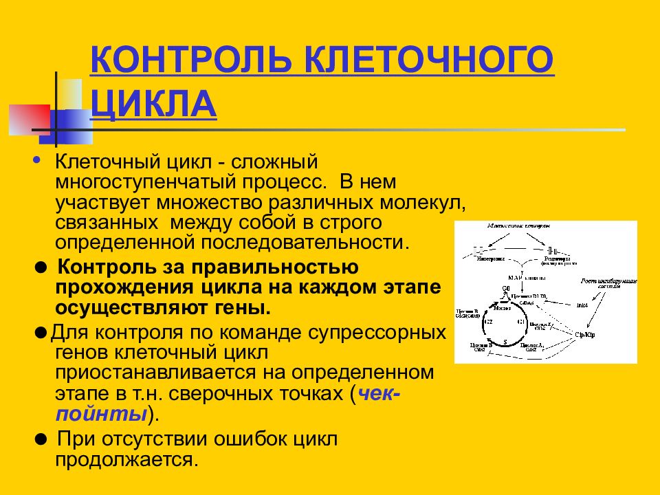 Цикл реферат. Генетический контроль клеточного цикла. Гены контролирующие клеточный цикл. Система контроля клеточного цикла. Проверки клеточный цикл.