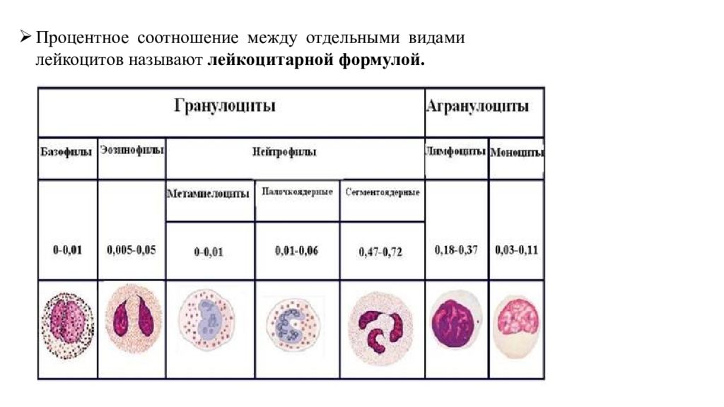 Форма лейкоциты постоянно