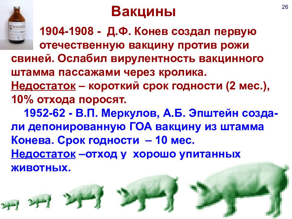 Вакцинация свиней схема